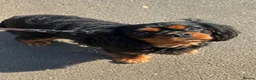 Cavalier King Charles Spaniel dogs for sale: ❤️ LAST PUP – Beautiful Cavalier Pups ❤️ - Advert 7