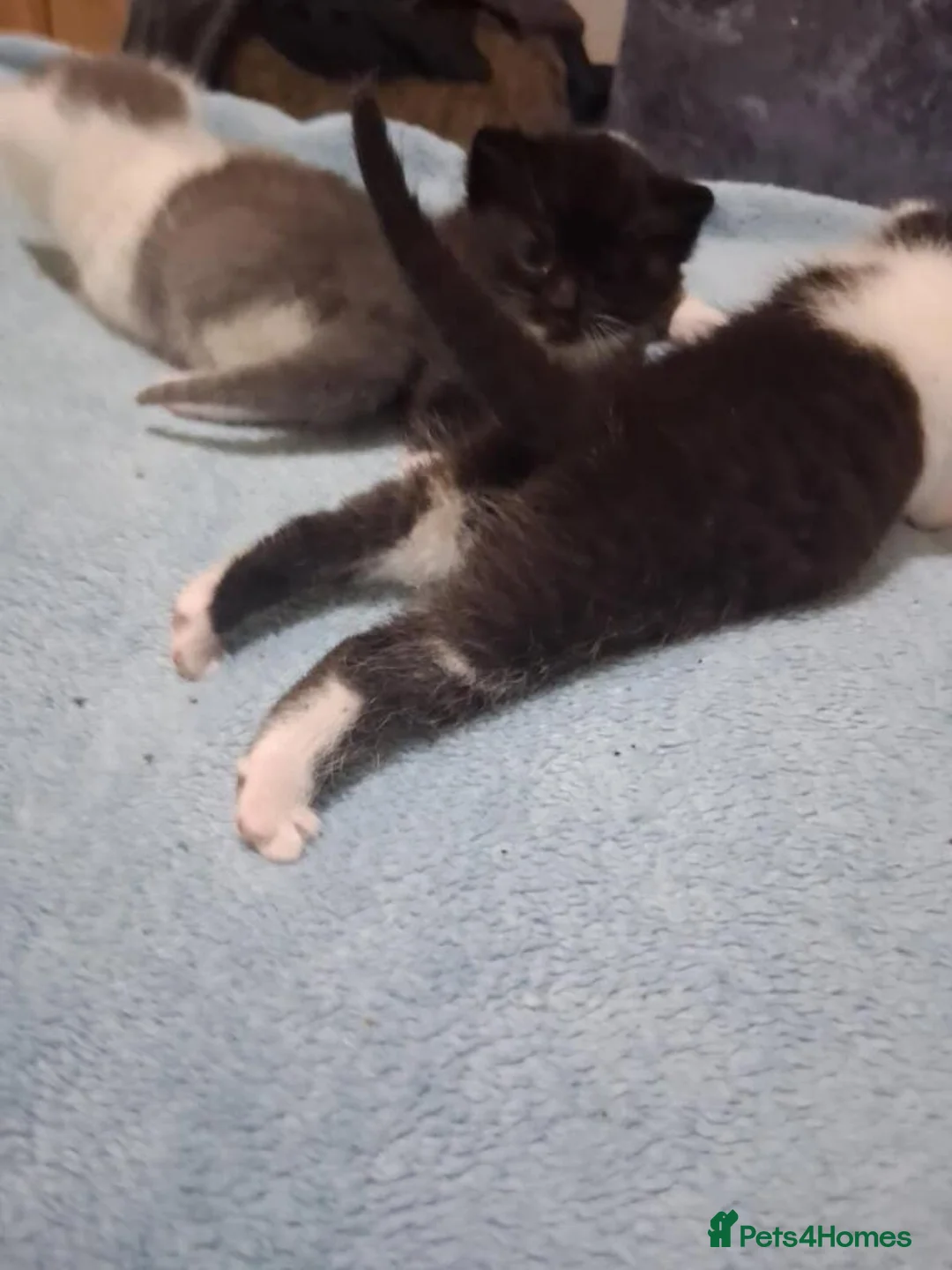 Mixed Breed cats for sale: READY NOW adorable kitten - Advert 2