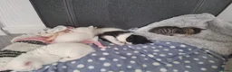 Mixed Breed cats for sale: Long haired kittens  - Advert 15