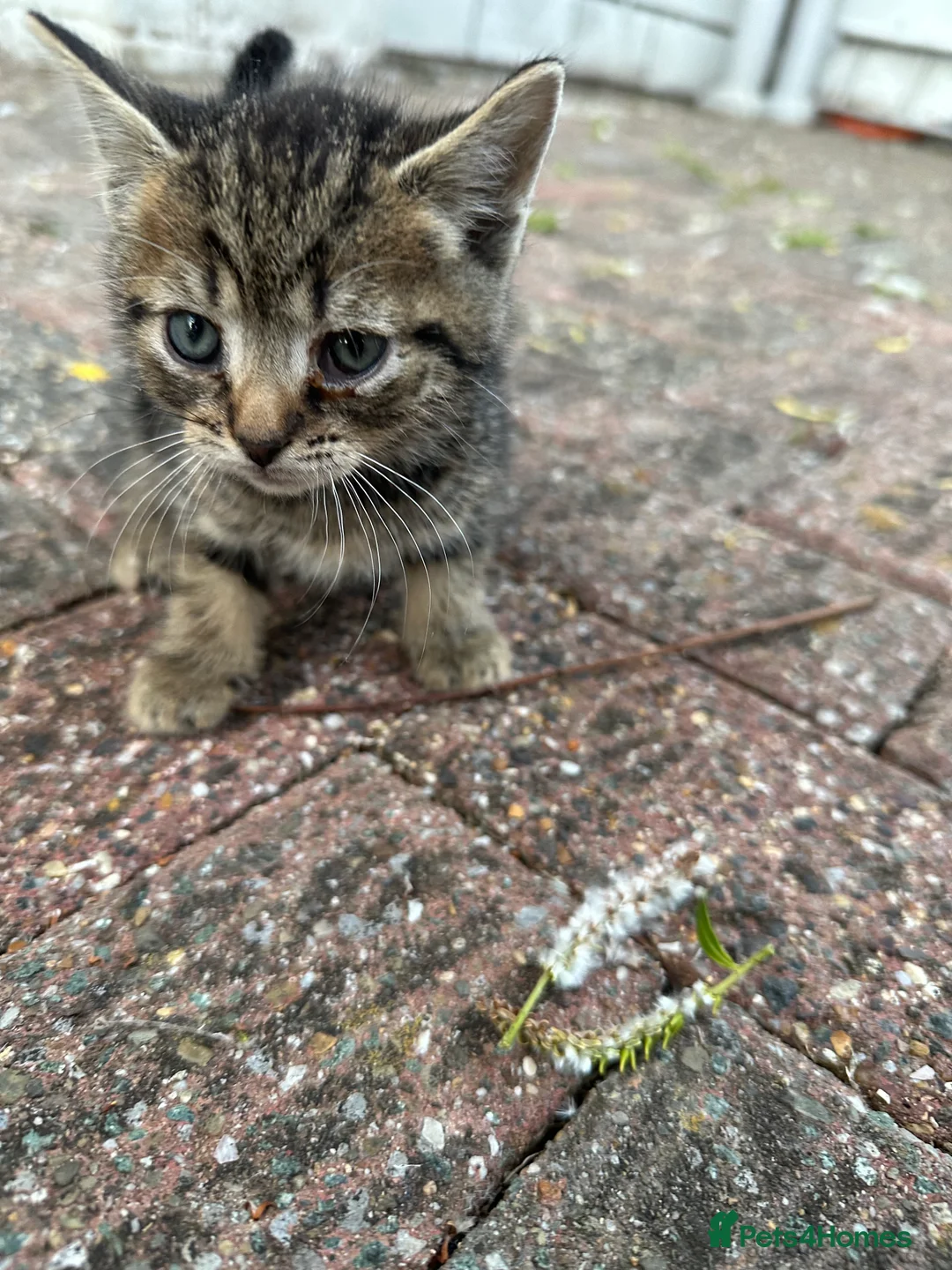 Mixed Breed cats for sale: 4 kittens for sale  - Advert 12