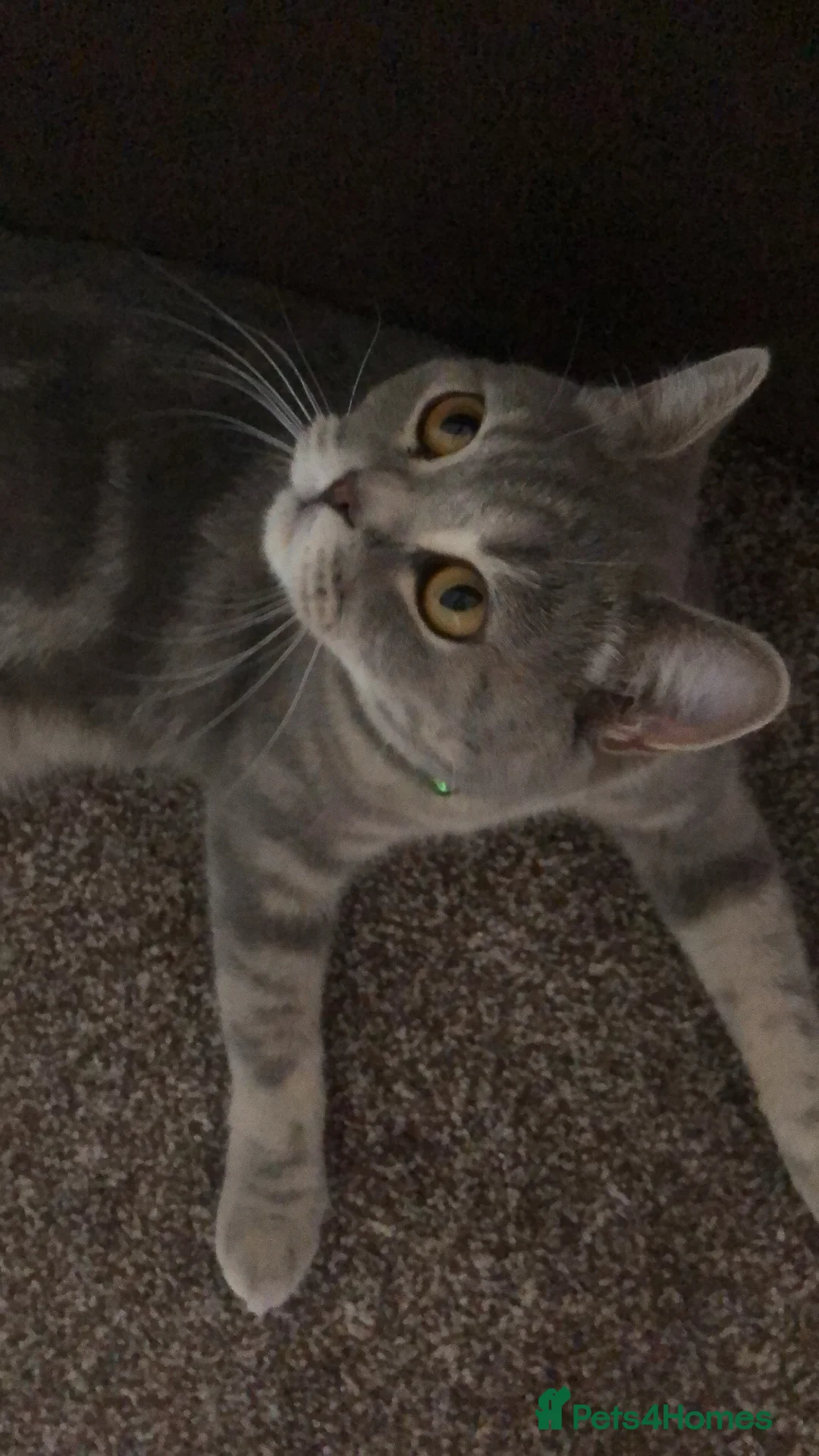 British Shorthair cats for sale: British Shorthair  - Advert 2