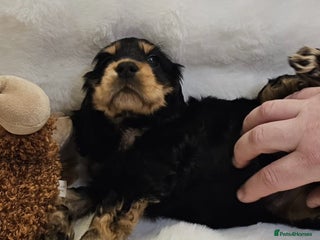 Cocker Spaniel dogs GORGEOUS CHAMPION LINE SHOW KC REG COCKERS 💕 - Advert 13