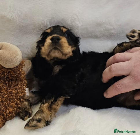 Cocker Spaniel dogs GORGEOUS CHAMPION LINE SHOW KC REG COCKERS 💕 - Advert 9