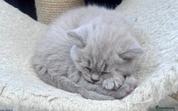 British Shorthair cats for sale: Tica Registered British Shorthairs  - Image 7