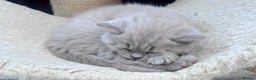 British Shorthair cats for sale: Tica Registered British Shorthairs  - Advert 8