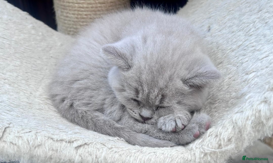 British Shorthair cats for sale: Tica Registered British Shorthairs  - Image 7