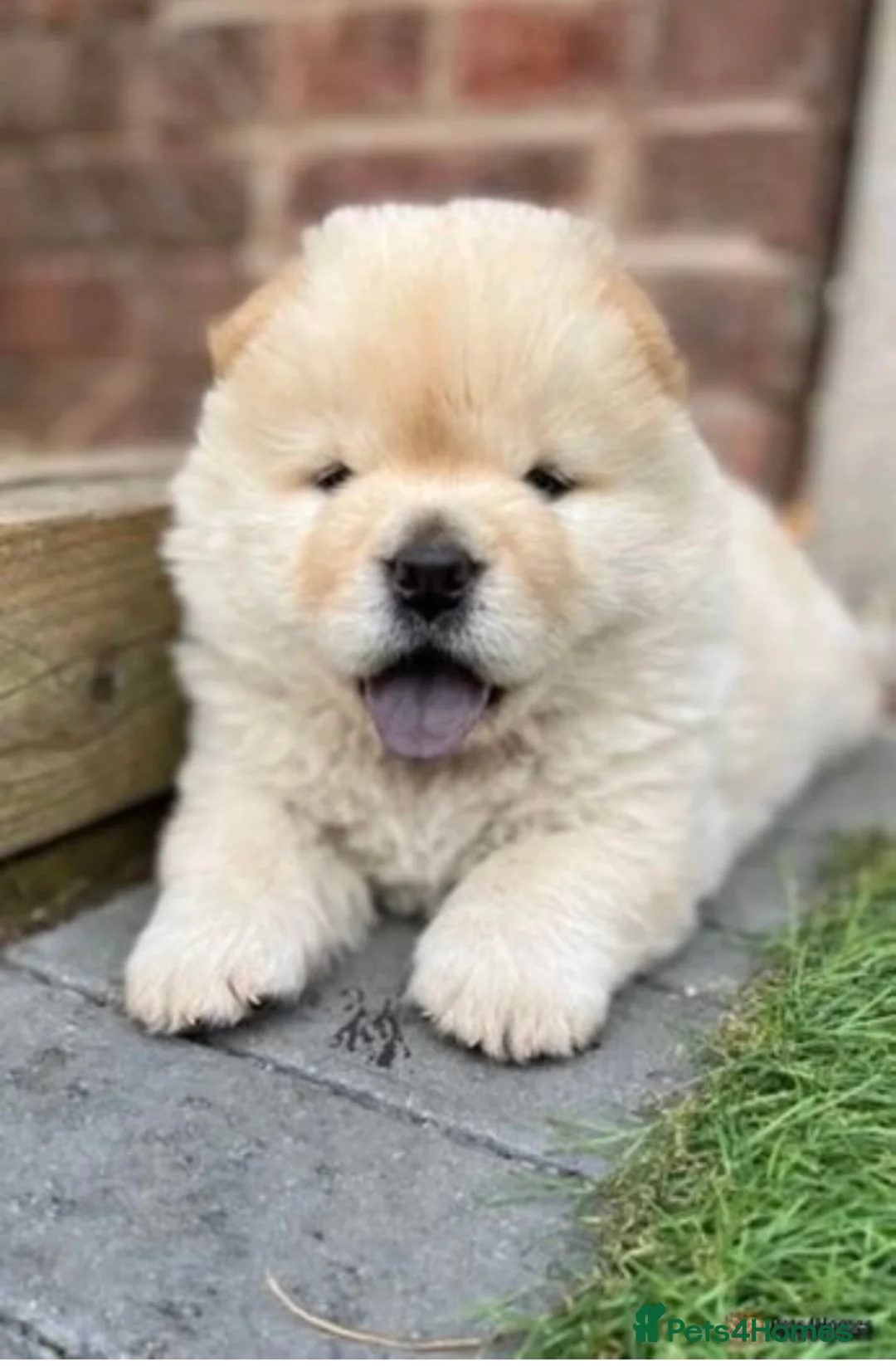 Chow Chow dogs for stud: Top Rainbow producer champion choc&blue carrier  in Cheltenham - Advert 20