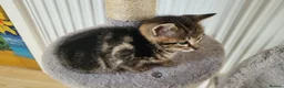 Savannah cats for sale: Savannah cross kittens. - Advert 4