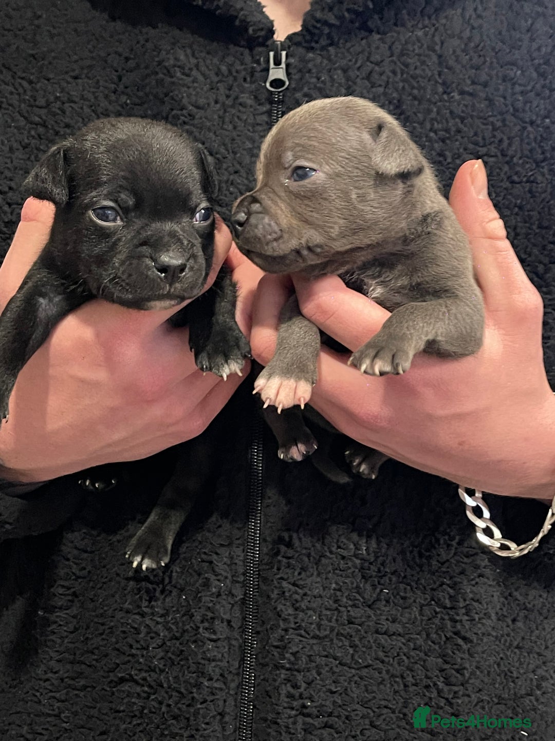 Staffordshire Bull Terrier dogs for sale: Staffordshire bull terrier puppies kc papered - Advert 9