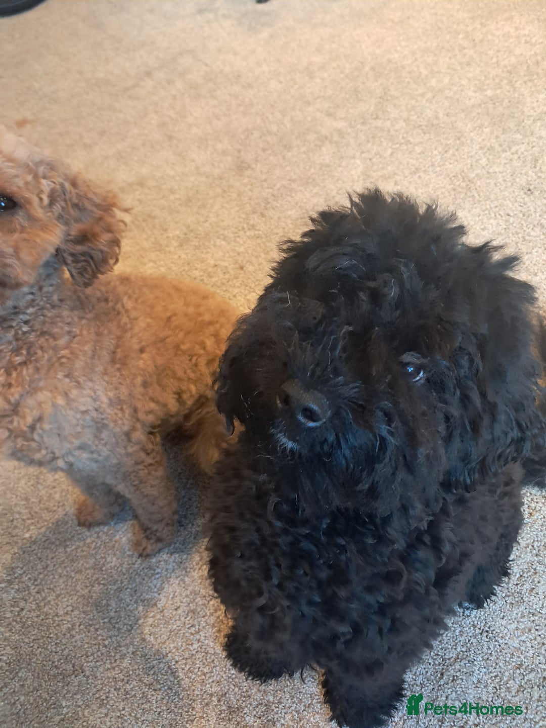 Mixed Breed dogs for sale: Betsy and Willow - Image 4