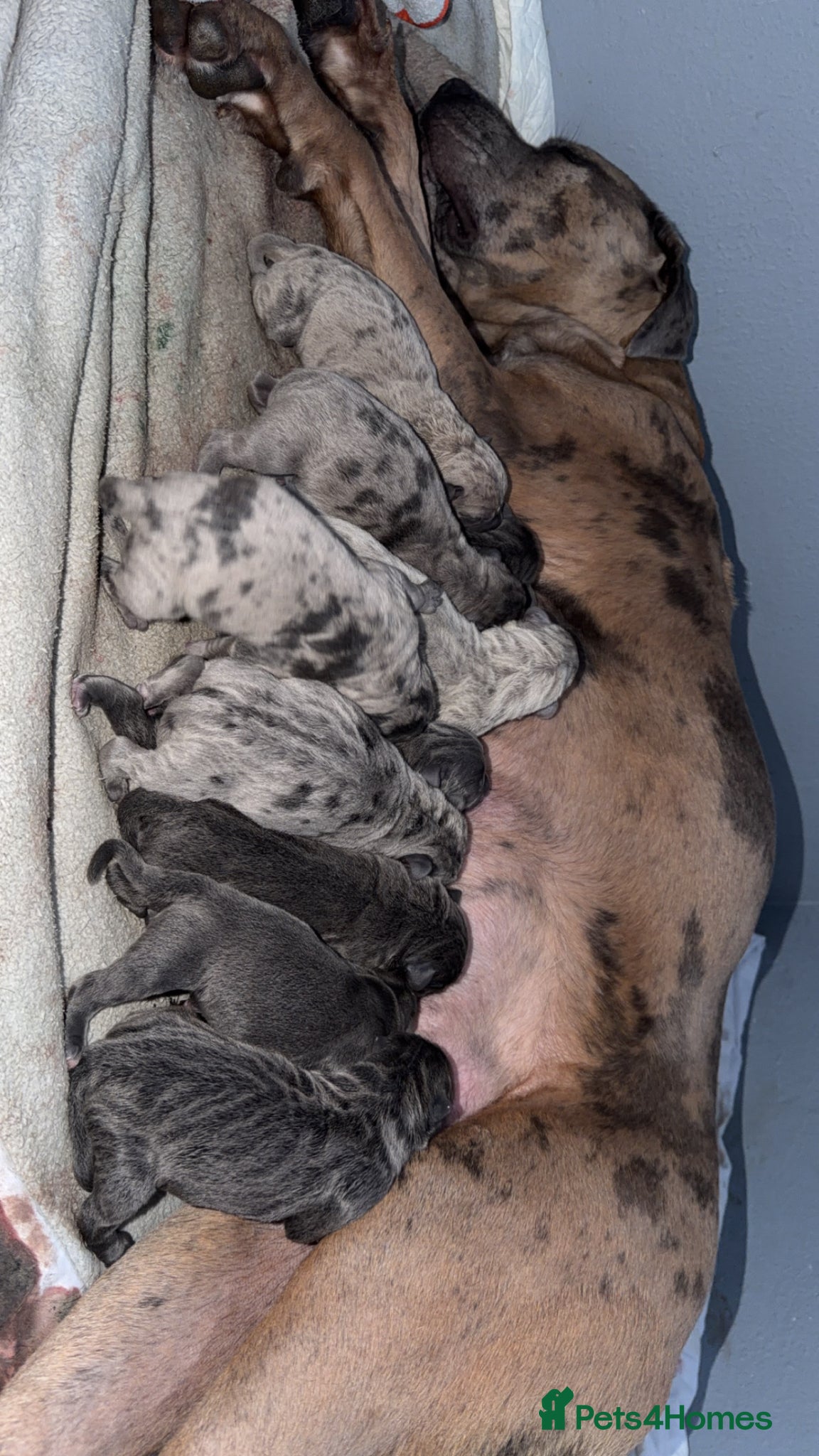 Cane Corso dogs Stunning little of cane corso puppies - Advert 1