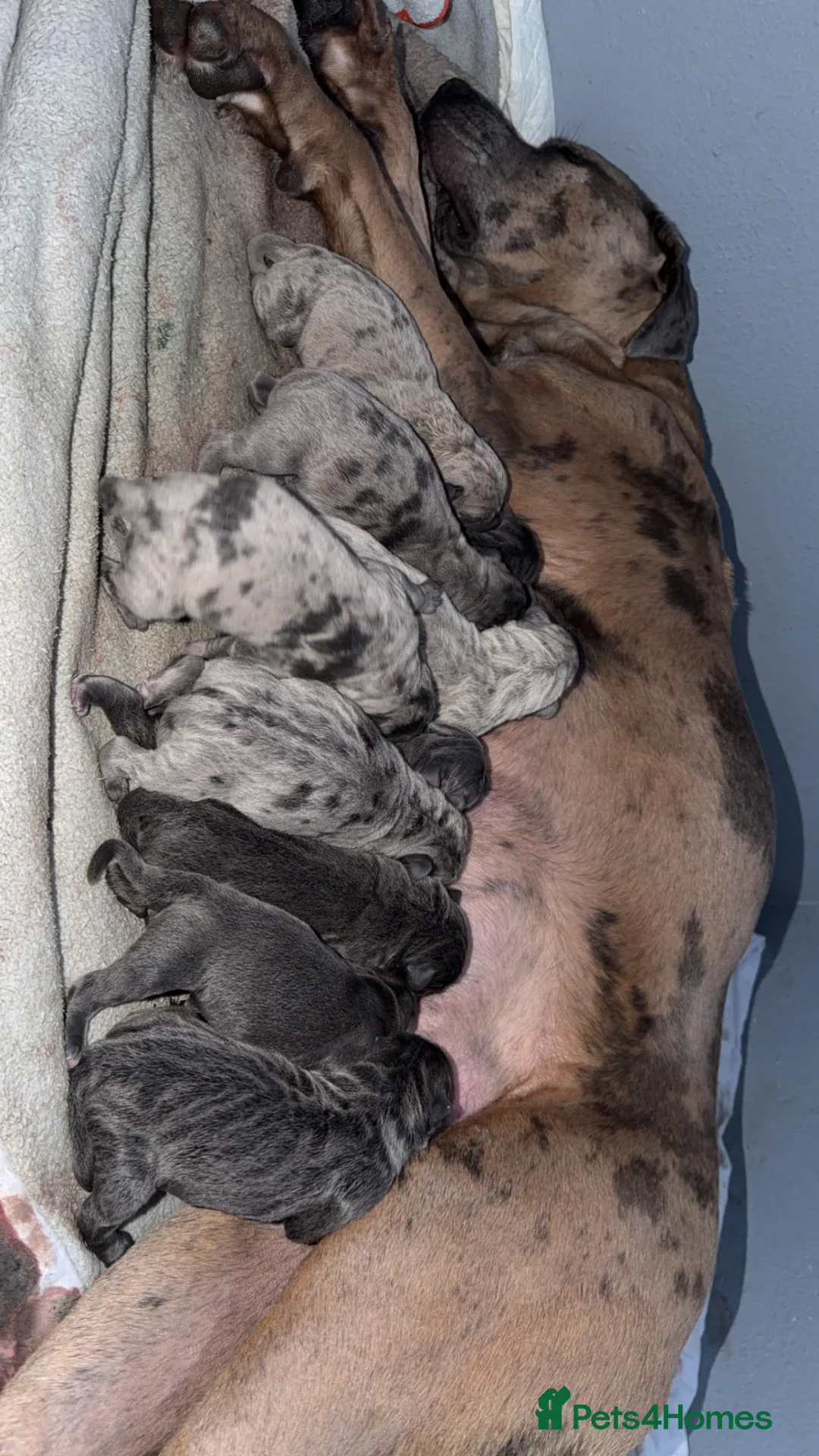 Cane Corso dogs for sale: Stunning litter of cane corso puppies - Advert 1
