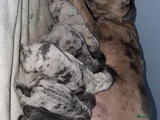 Cane Corso dogs Stunning little of cane corso puppies - Advert 1