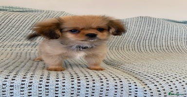 Mixed Breed dogs - Advert 14