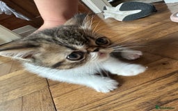 Exotic cats for sale: 4 kittens ready to go - Image 4