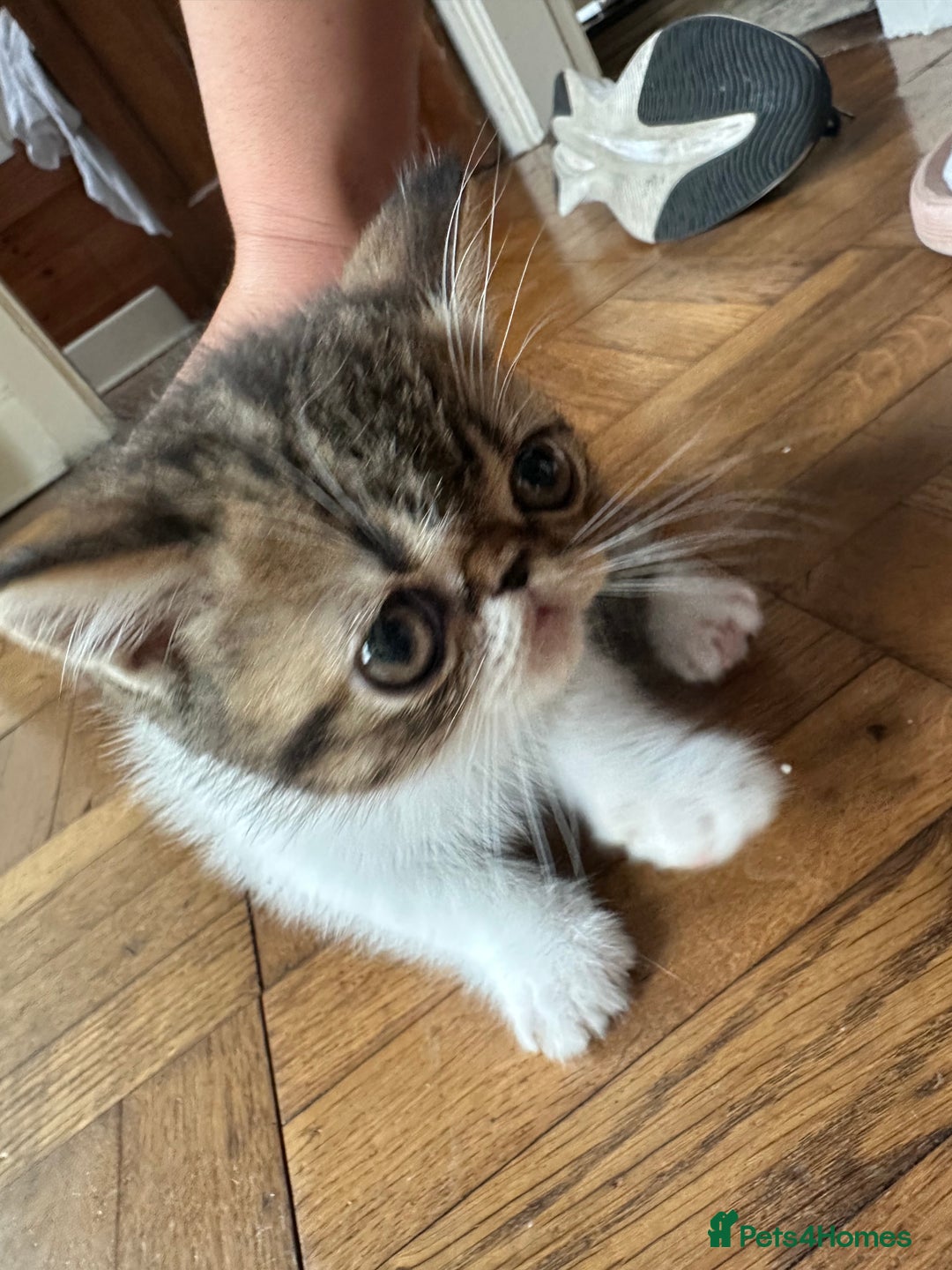 Exotic cats for sale: 4 kittens ready to go - Image 4