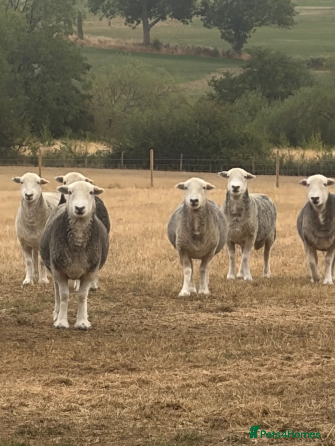 Sheep livestock for sale: Herdwick ewes  - Advert 2