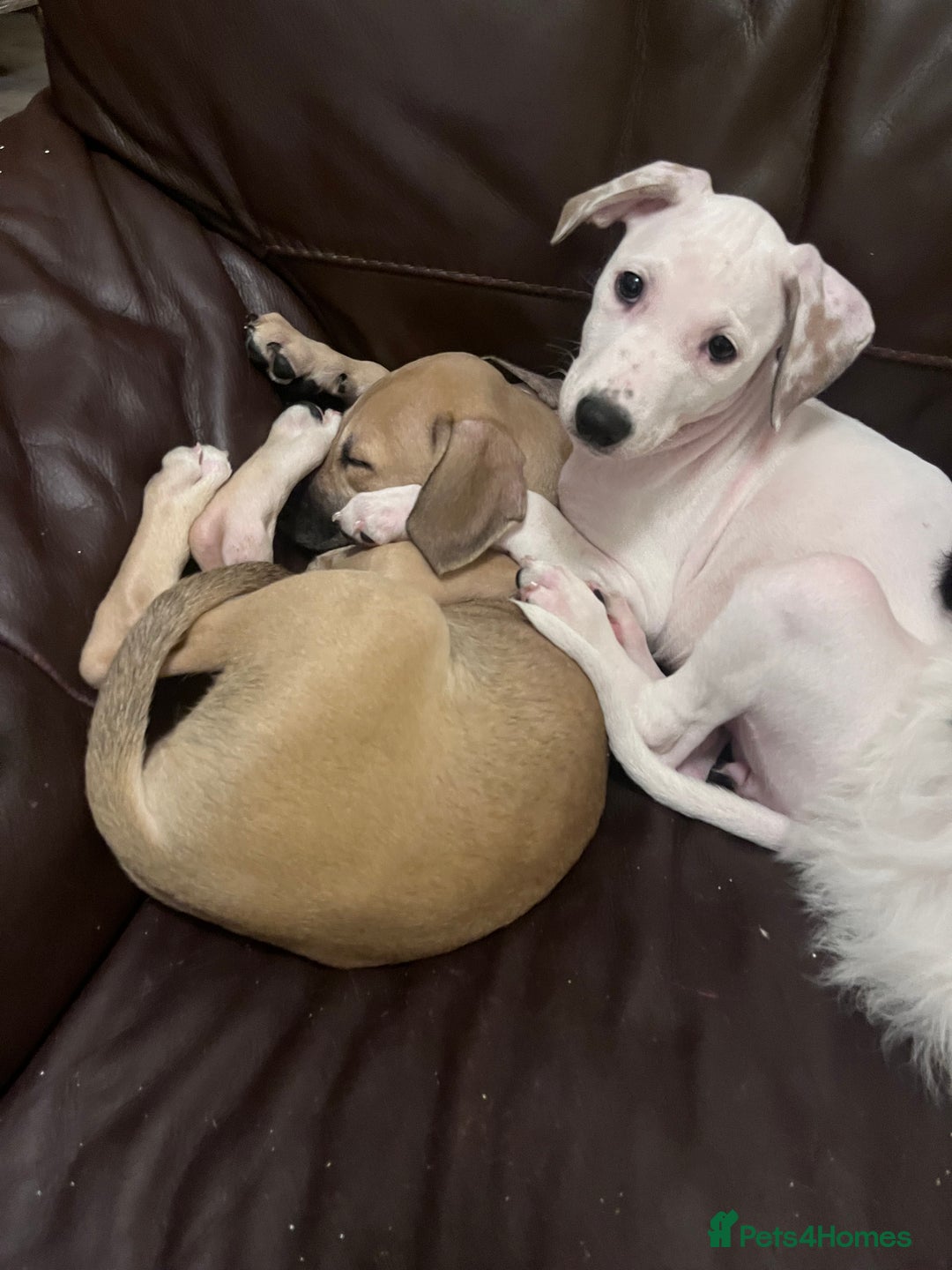 Mixed Breed dogs for sale: Staffy cross  - Advert 3