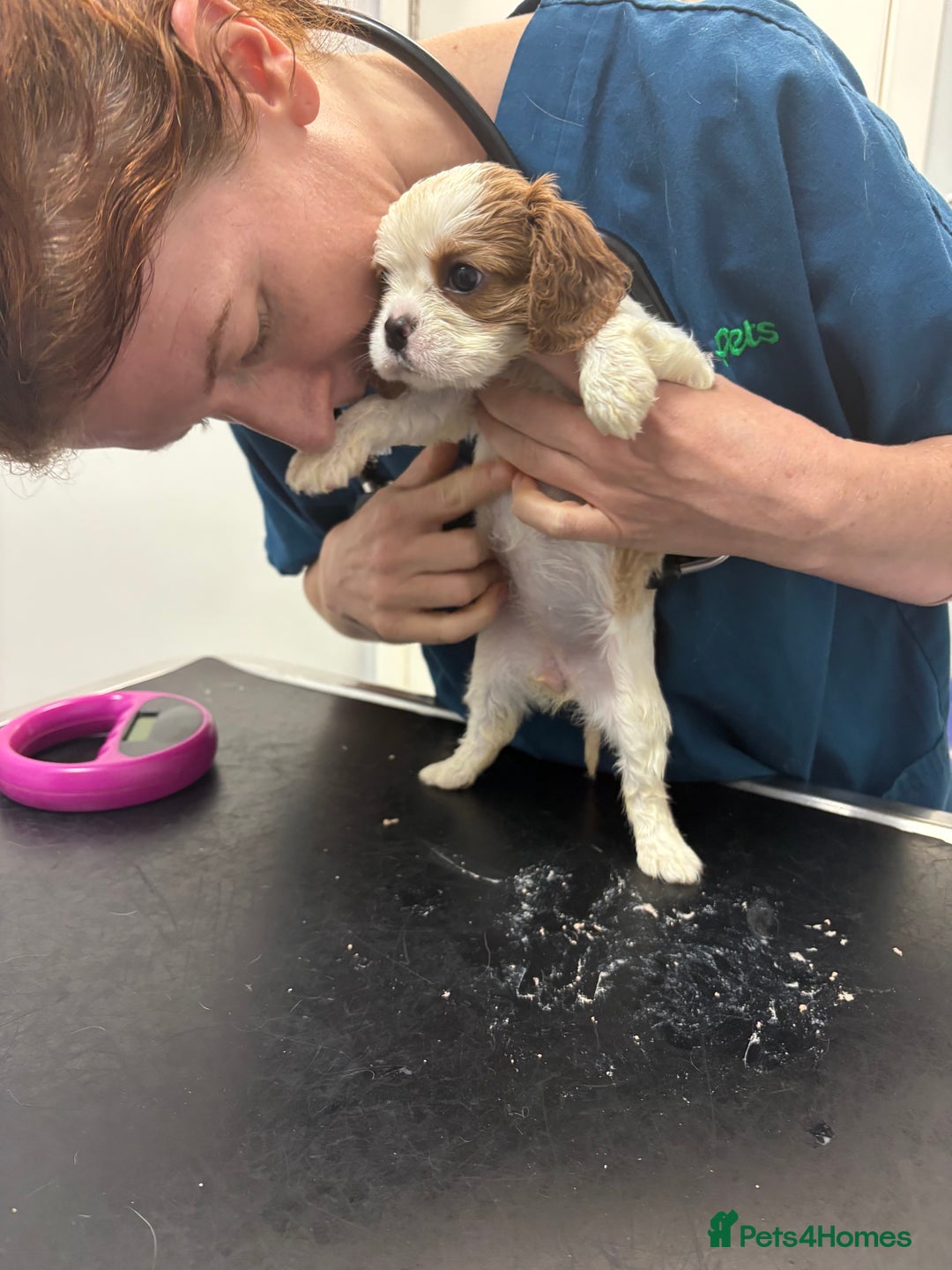 Cavalier King Charles Spaniel dogs for sale: Beautiful Blenheim King Charles cavalier puppies - Advert 9