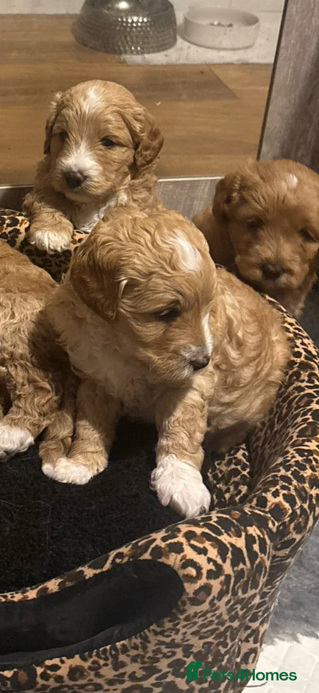 Australian Labradoodle dogs for sale: Beautiful Australian Labradoodle Puppies - Advert 2