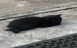 Mixed Breed cats for sale: 3 female kittens ready to go  - Image 19