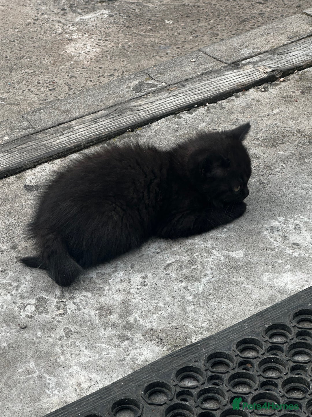 Mixed Breed cats for sale: 3 female kittens ready to go  - Image 19