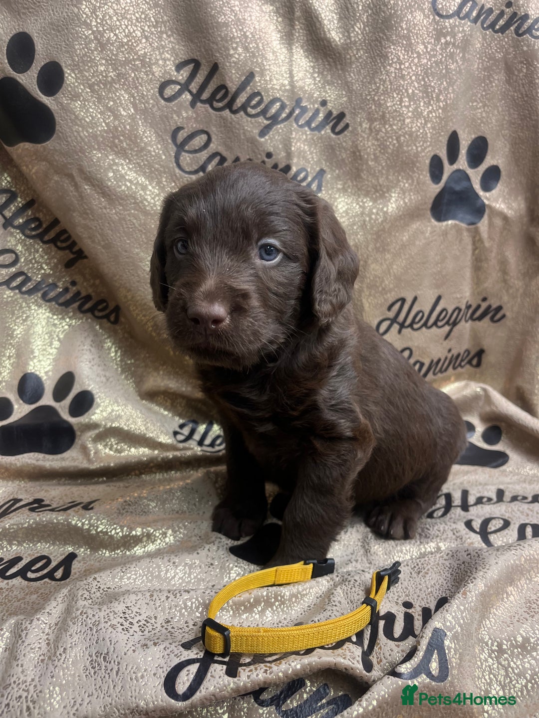 Labradoodle dogs for sale: 5 ⭐️ licensed Home breeder - Advert 4