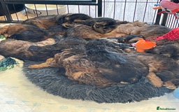 Cockapoo dogs for sale: Cuddly, cute, calm, sable Cockapoo puppies  - Image 12