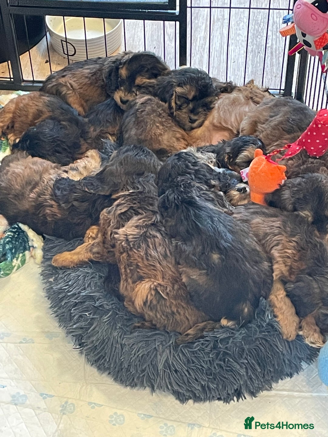 Cockapoo dogs for sale: Cuddly, cute, calm, sable Cockapoo puppies  - Image 12
