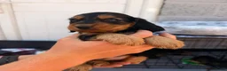 Cocker Spaniel dogs for sale: Show type cocker spaniel puppies in Doncaster - Advert 5