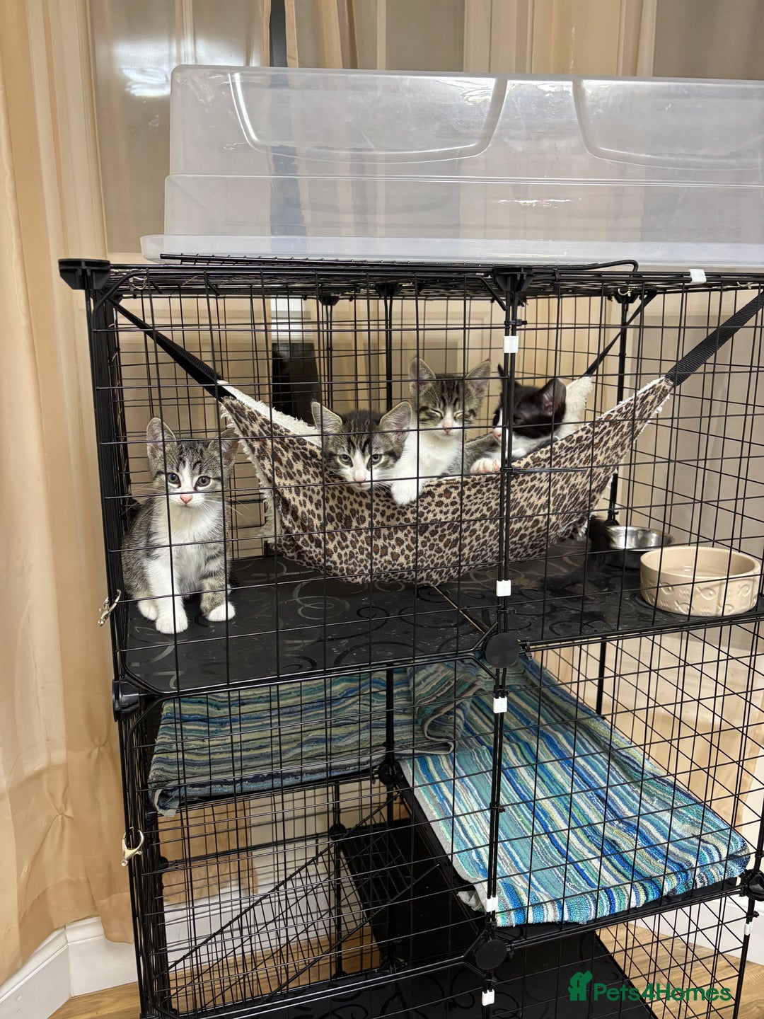 Mixed Breed cats for sale: 4 cute bundles of joy  - Image 10