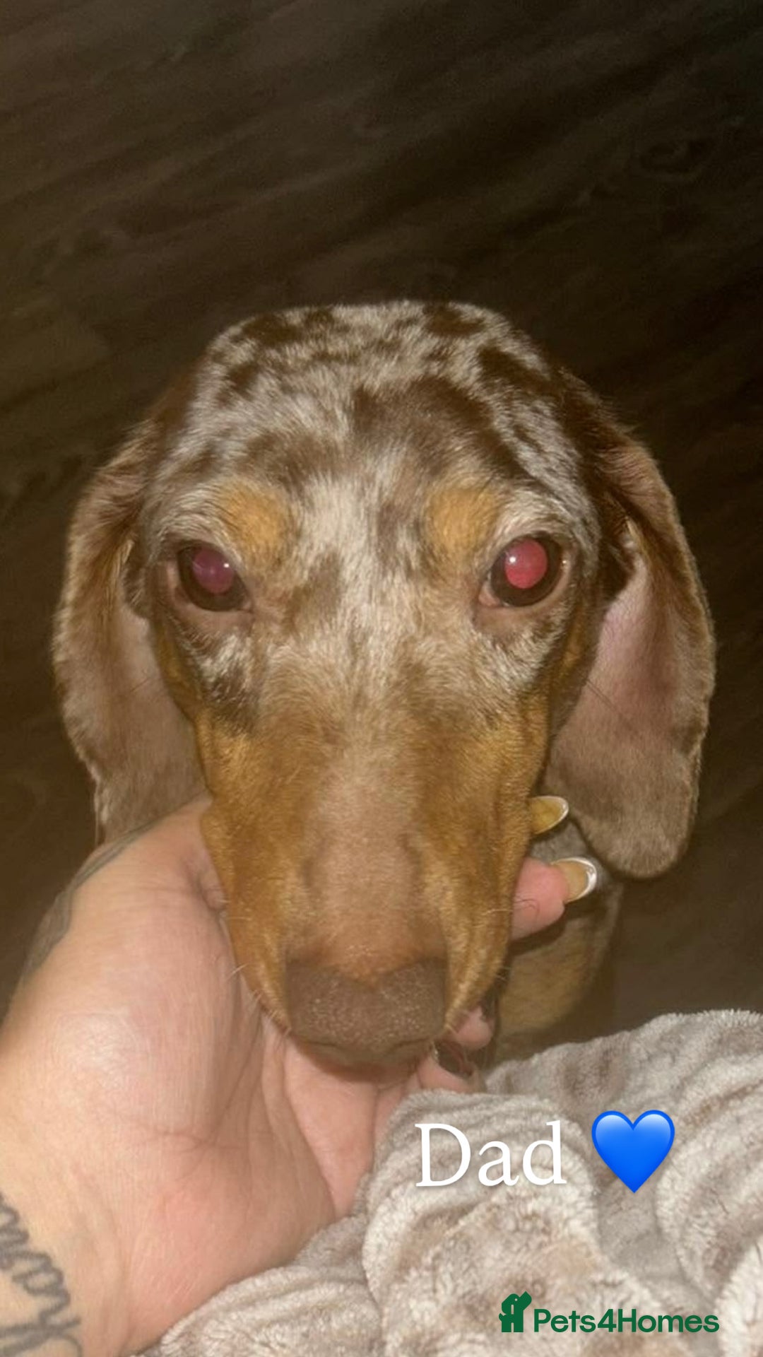 Miniature Dachshund dogs for sale: Stunning smooth haired miniature dachshund puppies - Advert 6