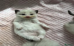 Ragdoll cats for sale: Beautiful Ragdoll Kittens  - Image 29