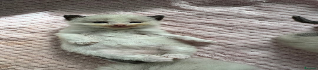 Goose 