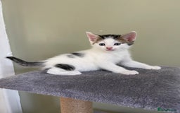 Mixed Breed cats for sale: kittens  - Image 5