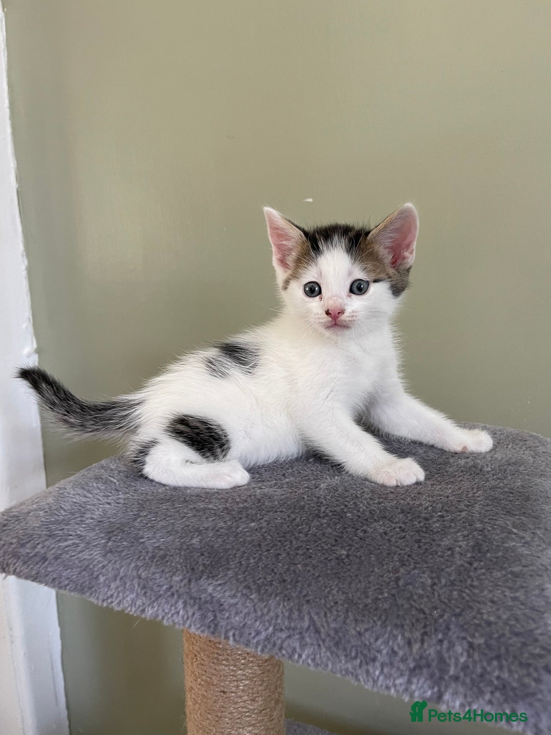 Mixed Breed cats for sale: kittens  - Image 5