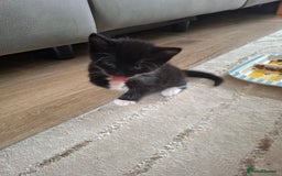 Domestic Shorthair cats for sale: 9 week old kitten - Image 2