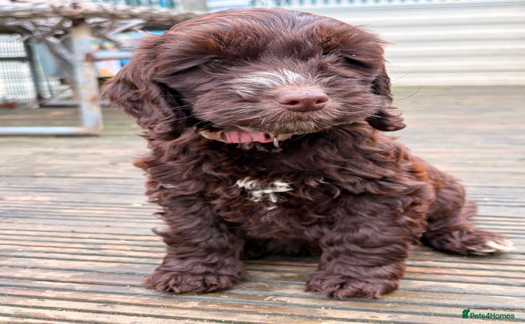 Cockapoo dogs F1 Cockapoo puppies!! READY TO LEAVE!!  - Advert 13