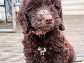 Cockapoo dogs F1 Cockapoo puppies!! READY TO LEAVE!! - Advert 12