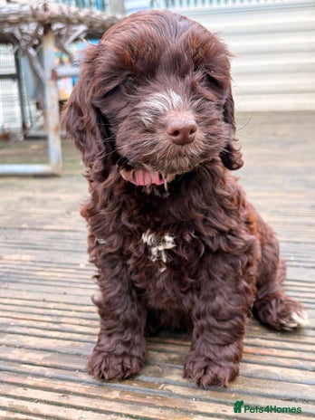 Cockapoo dogs F1 Cockapoo puppies!! READY TO LEAVE!! - Advert 13