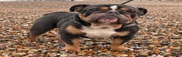 English Bulldog dogs for sale: Gorgeous blue tri Male  - Advert 8