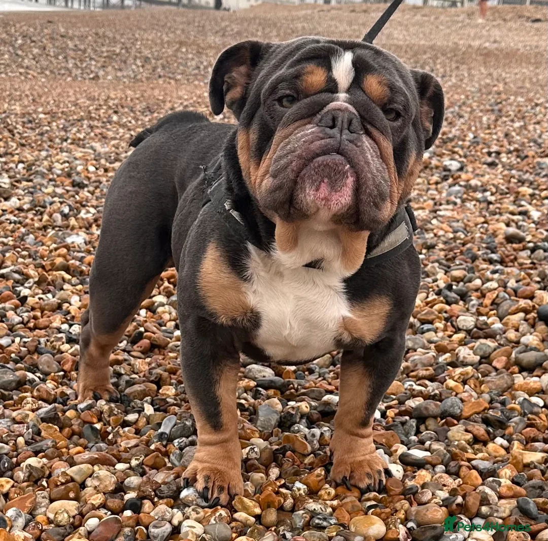 English Bulldog dogs for sale: Gorgeous blue tri Male  - Advert 8