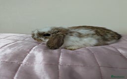 Mini Lop rabbits for sale: Gorgeous Fluffy Purebred Mini Lop bunnies - Image 14