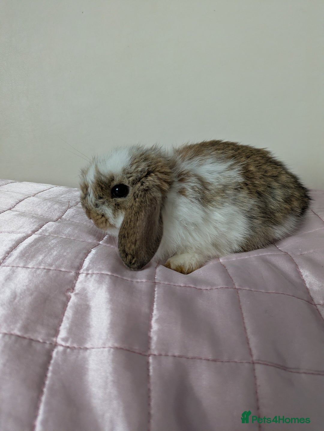 Mini Lop rabbits for sale: Gorgeous Fluffy Purebred Mini Lop bunnies - Image 14
