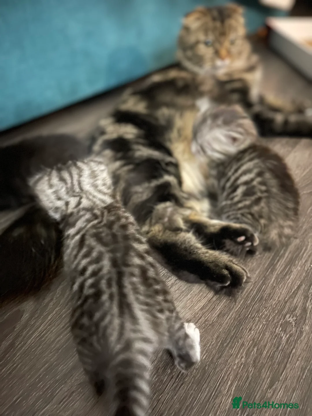Mixed Breed cats for sale: Silver Bengal x Scottish fold Rare kittens  - Advert 2