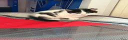 Mixed Breed cats for sale: Mixed breed kittens  - Advert 5