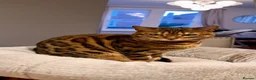 Bengal cats for sale: Champion Bengal in Colchester - Advert 8