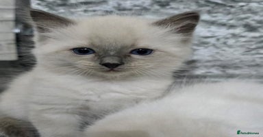 Ragdoll cats - Advert 7
