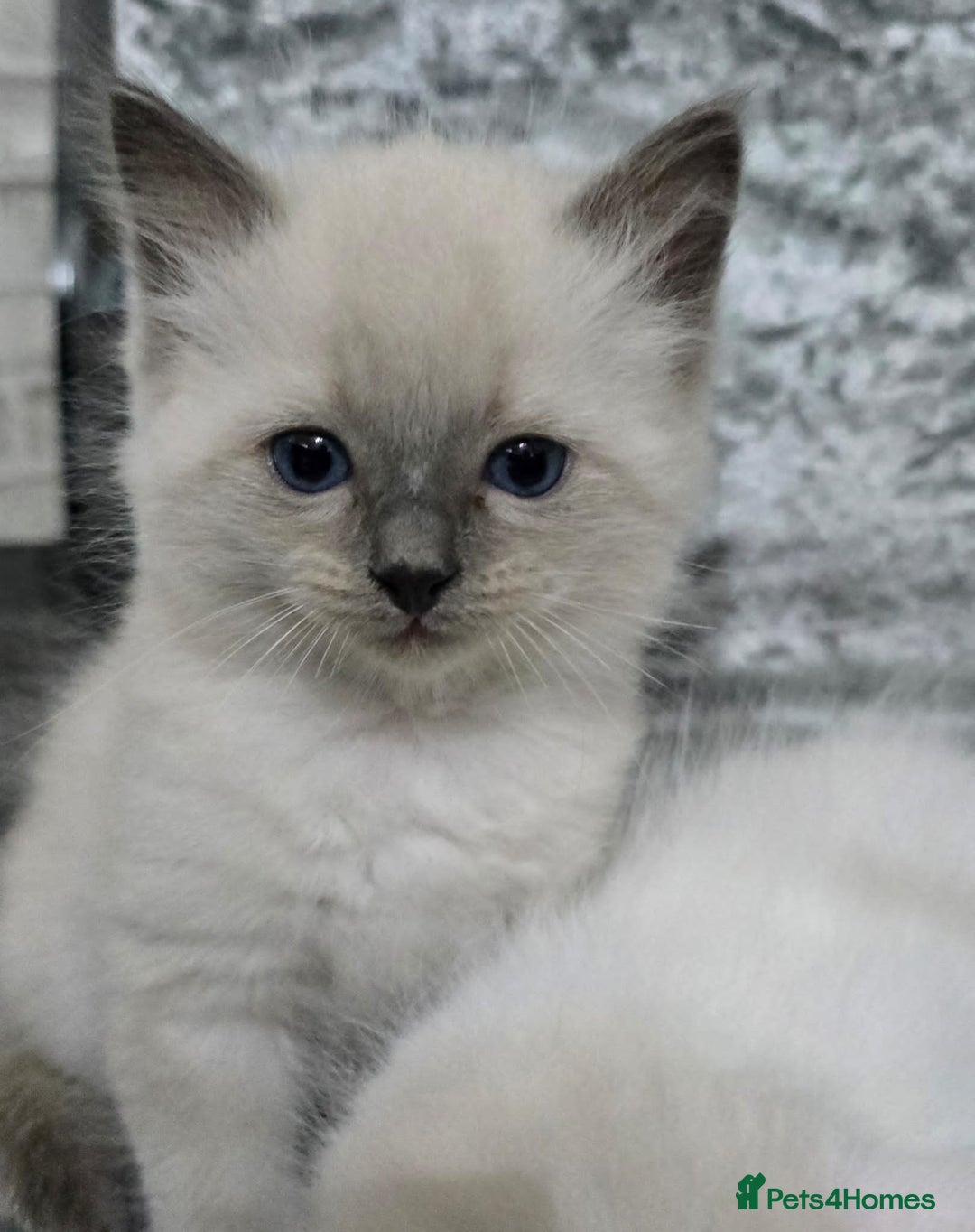 Ragdoll cats for sale: STUNNING RAGDOLL MALE KITTENS - Image 3