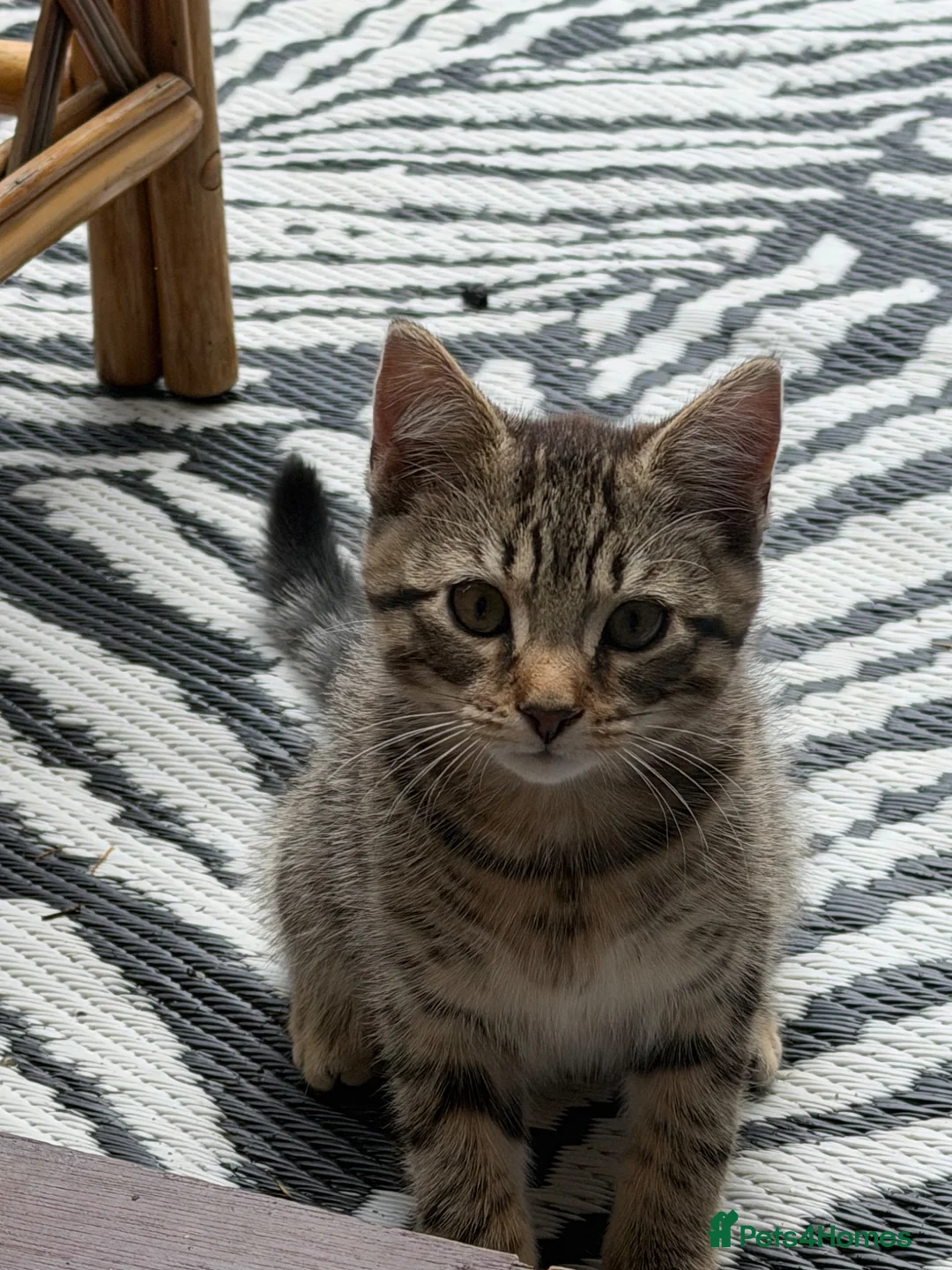 Mixed Breed cats for sale: Kitten for sale - Advert 2